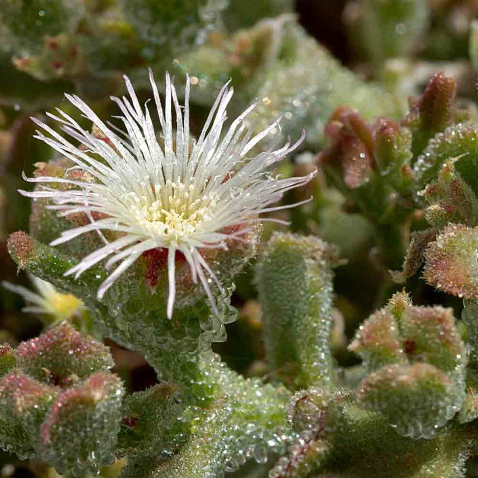 Ice Plant Seeds (Mesembryanthemum crystallinum) | Heirloom, organic