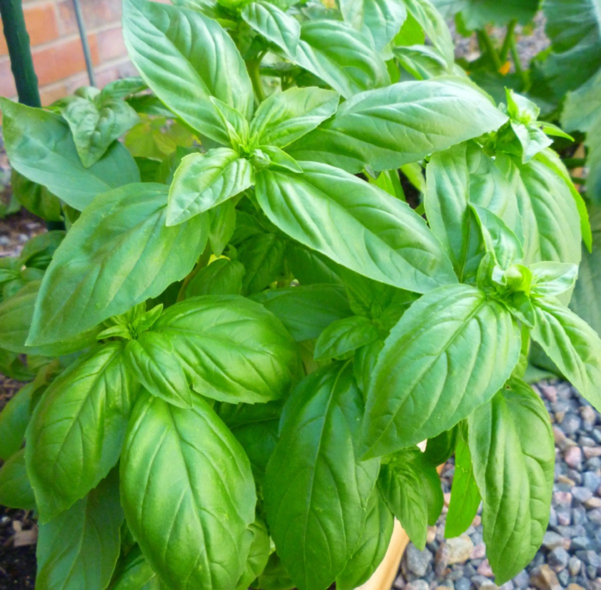 Semi di Basilico Aromatico (Ocimum Basilicum) | Quality organic seeds ...