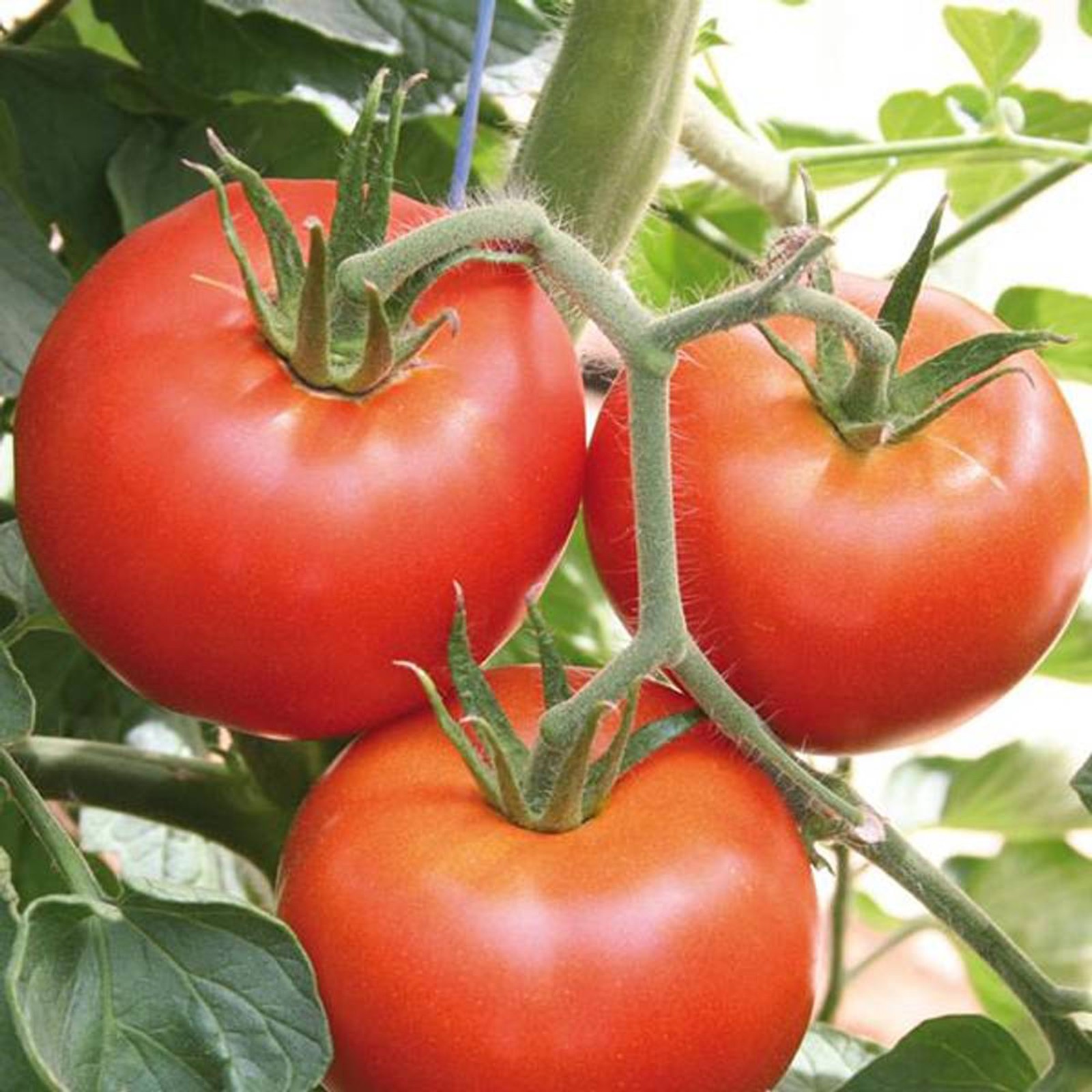 1500 Seeds Heinz 1370 Tomato | Heirloom, organic & exotic seeds