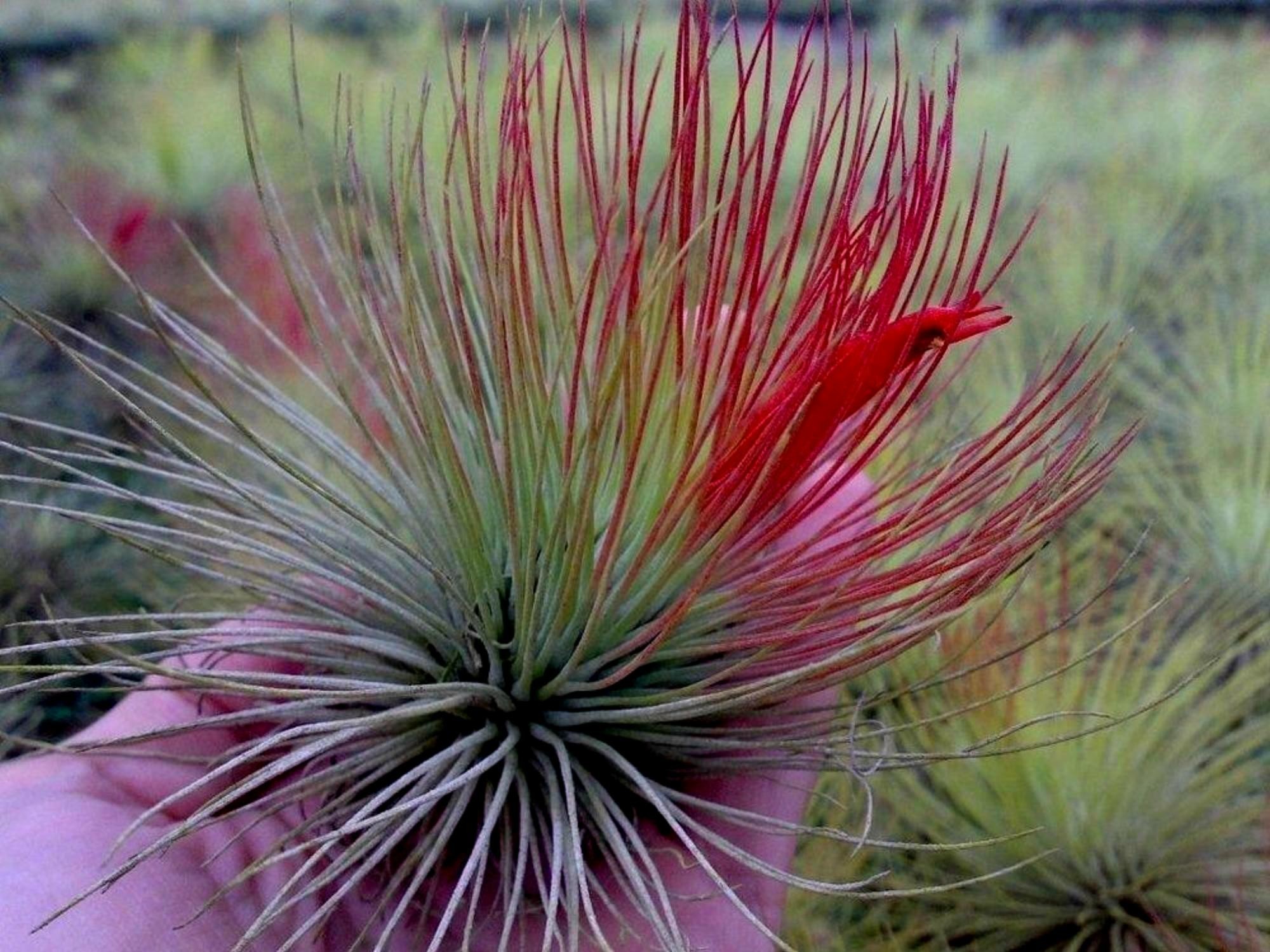 Clavel Del Aire Rojo – Tillandsia Aerantha – Planta Viva De 7 Cm | Fácil Cuidado Con Pulverización | Ideal Para Interior Y Exterior (Envío Solo A Península
