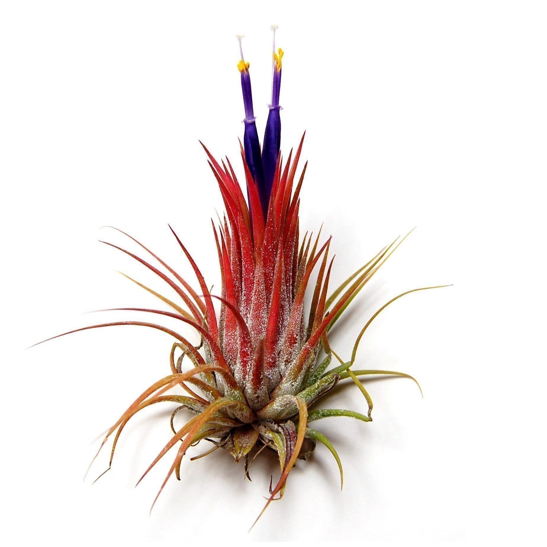 Clavel del Aire Gallinita (Tillandsia recurvata