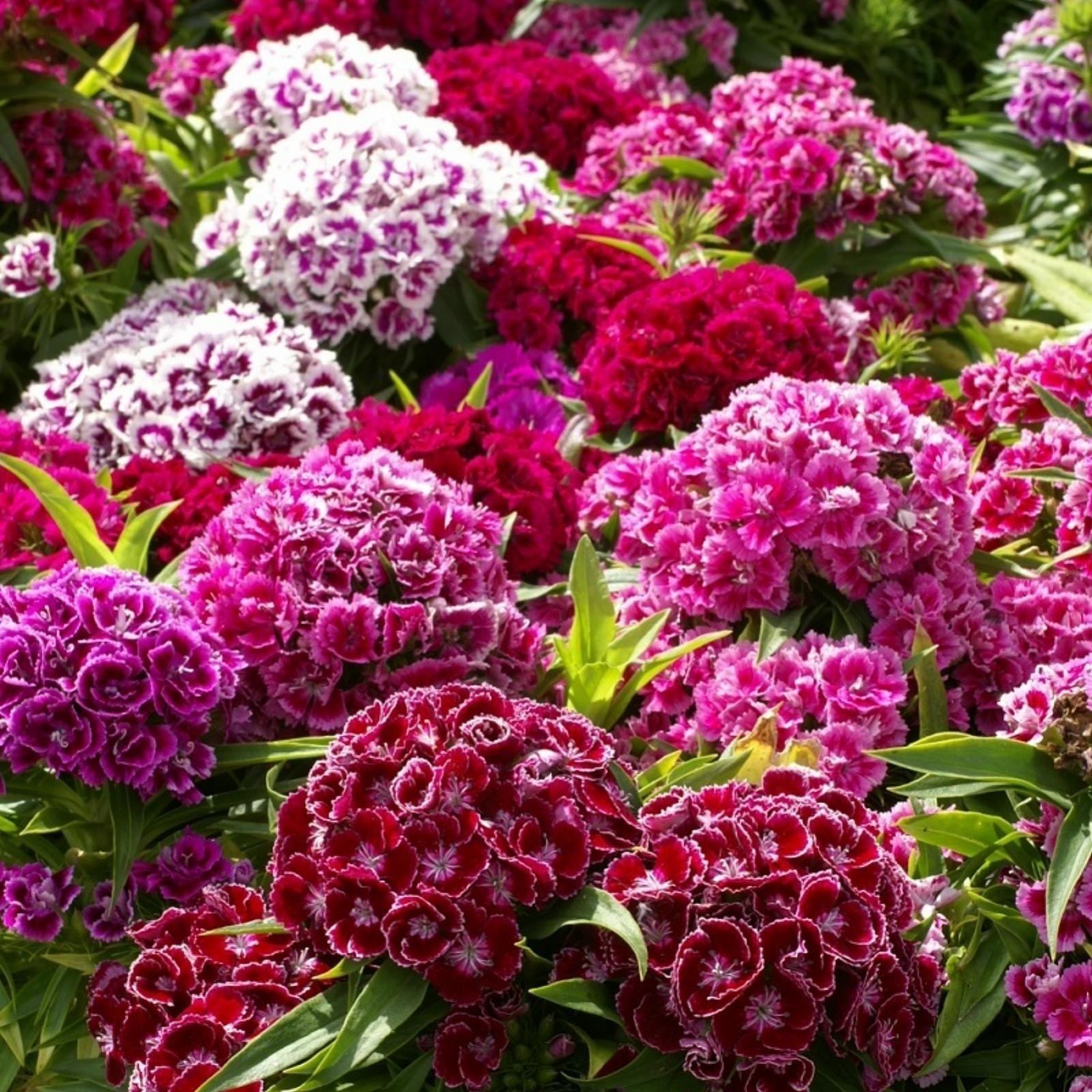 SWEET WILLIAM Seeds edible flowers | Heirloom, organic & exotic