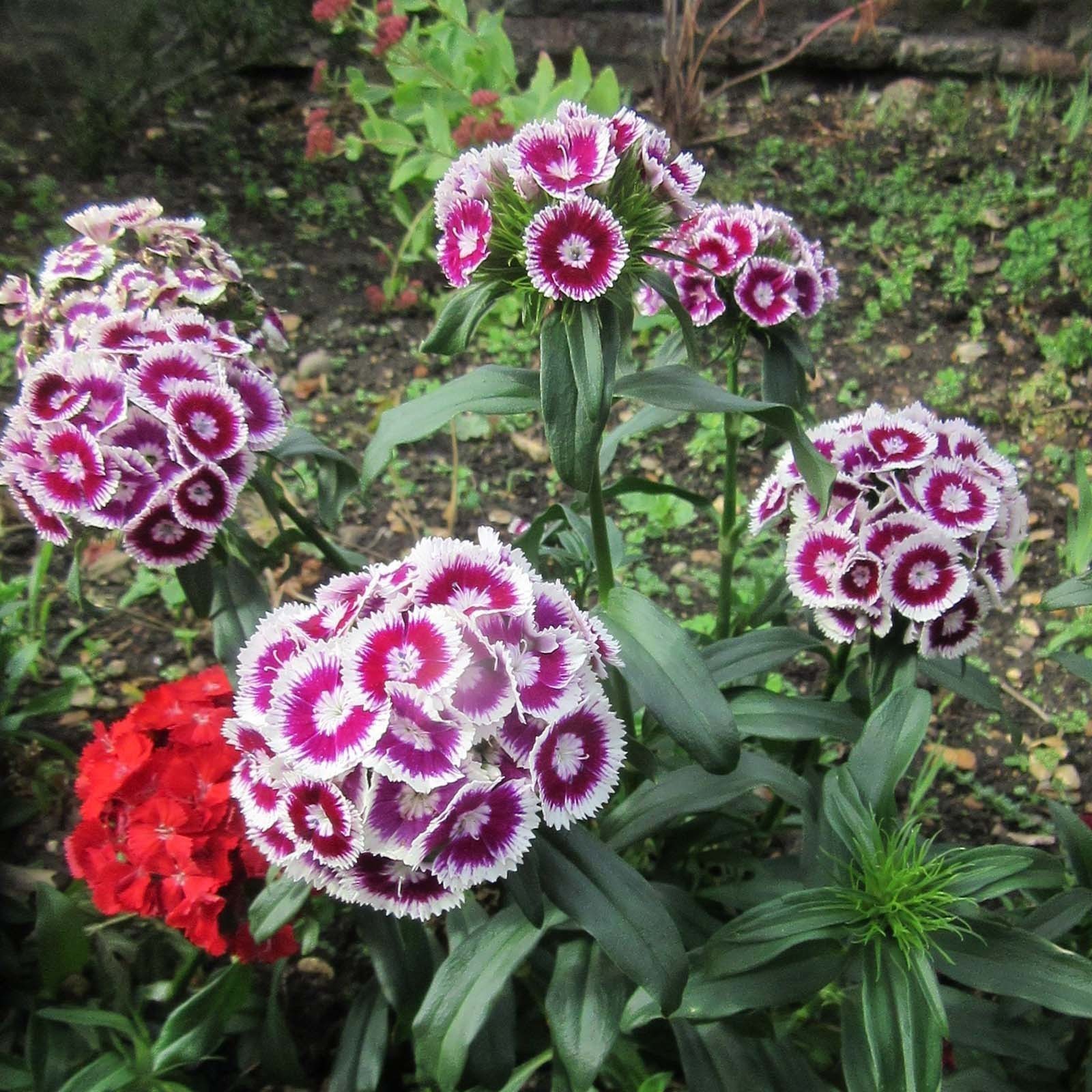 SWEET WILLIAM Seeds edible flowers | Heirloom, organic & exotic