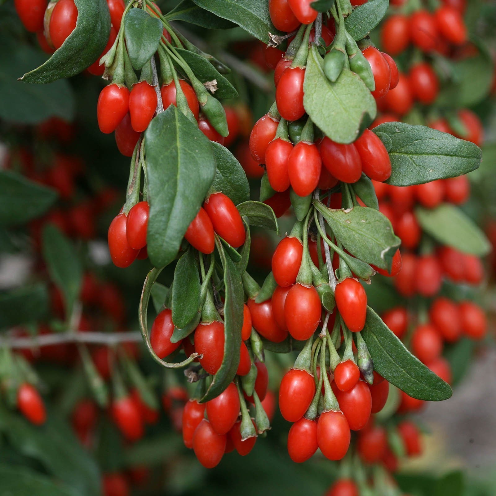 Goji Berry Seeds (Lycium chinense) | Heirloom, organic & exotic seeds ...