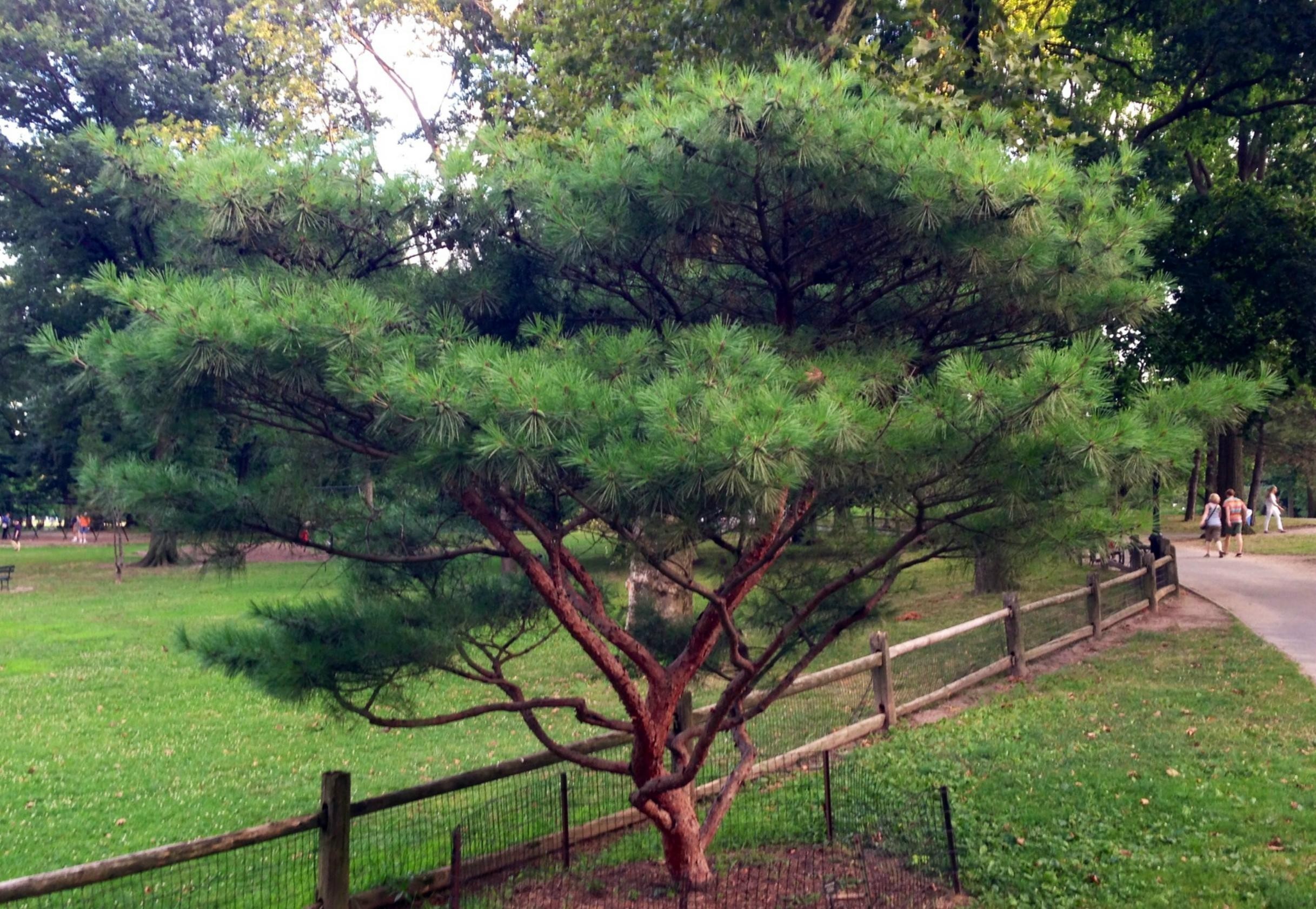 Japanische Rotkiefersamen (Bonsai) (Pinus densiflora) | Alte, Bio &  exotische Samen | Exotic Seeds Shop