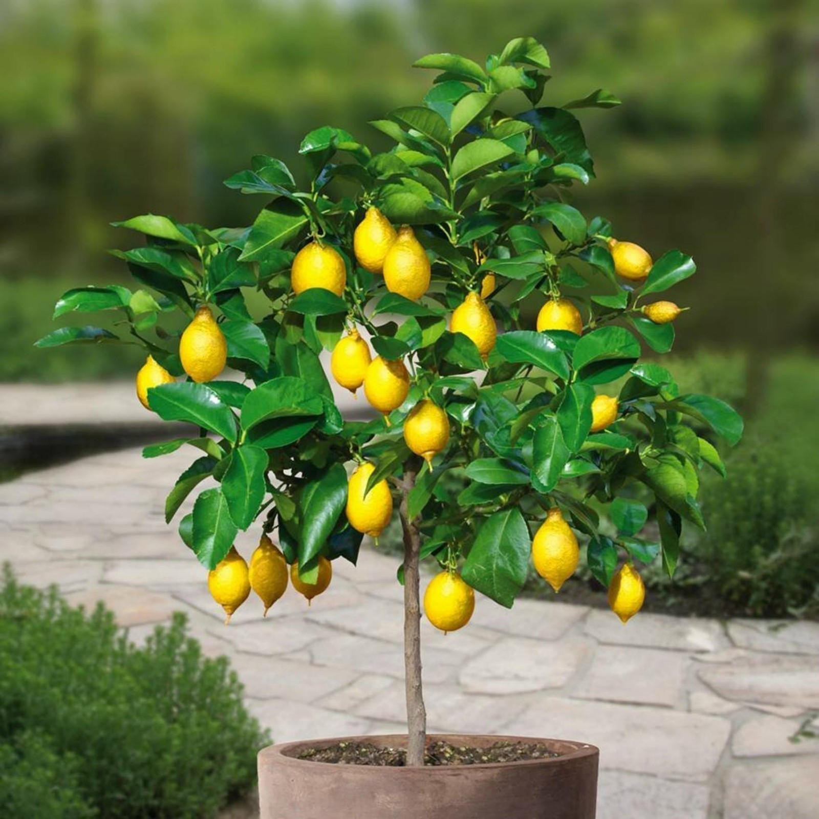 Lemon Seeds (C. × limon) | Heirloom, organic & exotic seeds
