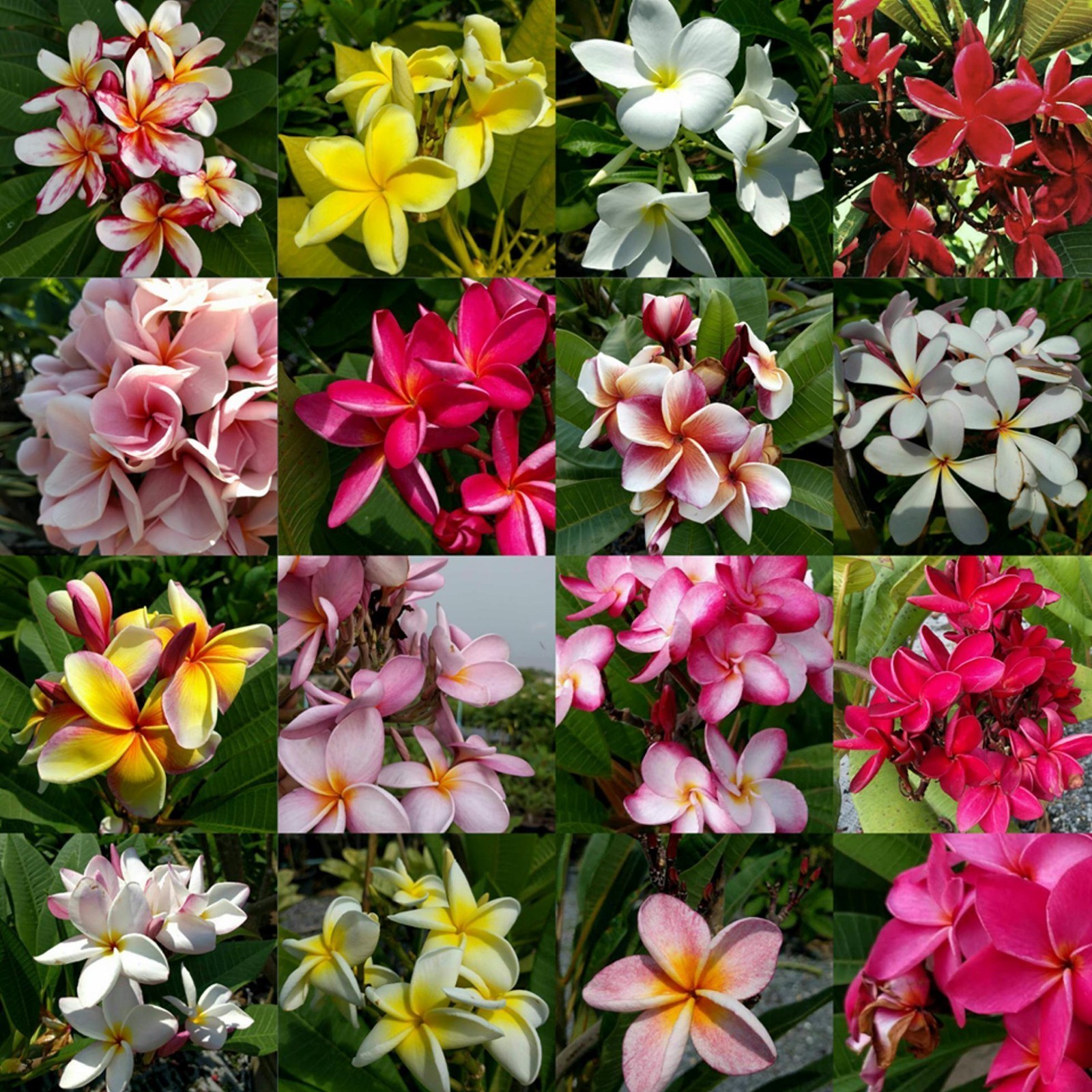 Plumeria Seeds Ornamental mix | Quality organic seeds | Exotic